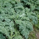 Couve Kale Verde (molho)
