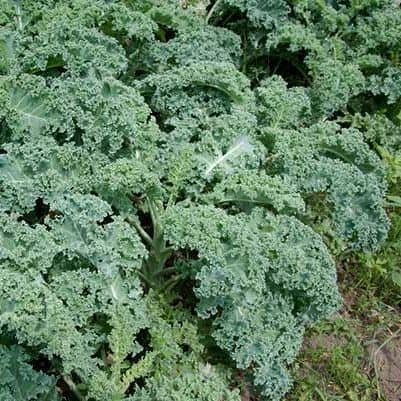 1505-Couve-Kale-Verde-outras-frutas-vegetais-mercearias-e-cabazes-ao-domicilio-com-a-Horta-da-Maria-Portugal.jpg Couve Kale Verde (molho)