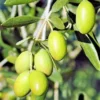 Azeite Extra Virgem Fonte Bica (5L)