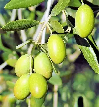 Azeite Extra Virgem Fonte Bica (5L)