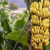 1619-Banana-Importada-1.webp Banana Importada Premium(Uni)