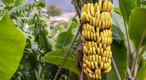 1619-Banana-Importada-1.webp Banana Importada Premium(Uni)