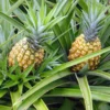 Abacaxi Premium (Uni)