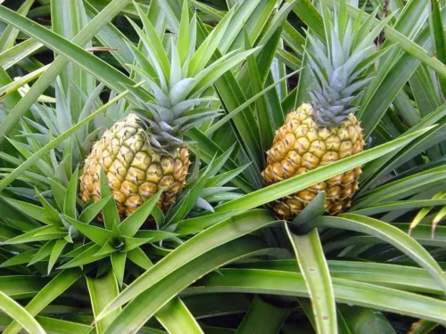 Abacaxi Premium (Uni)