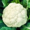 1631-Pikles.jpg Pikles (1kg)