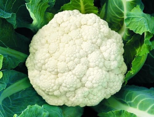 1631-Pikles.jpg Pikles (1kg)
