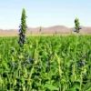 Sementes de Chia (250g)