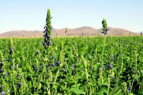 Sementes de Chia (250g)