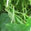 1756-Feijoca-1.webp Feijoca (250g)