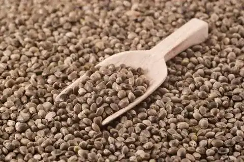 Sementes de Cânhamo (250g)