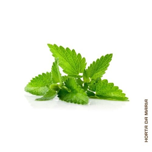 265-Erva-Cidreira-e-outras-vegetais-fruta-mercearias-e-cabazes-ao-domicilio-com-a-Horta-da-Maria-Portugal.jpg Erva Cidreira (molho)