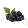 300-Amora-e-outras-frutas-vegetais-mercearias-e-cabazes-ao-domicilio-com-a-Horta-da-Maria-Portugal-1.webp Amora (125g)