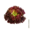 Alface Roxa (Uni)