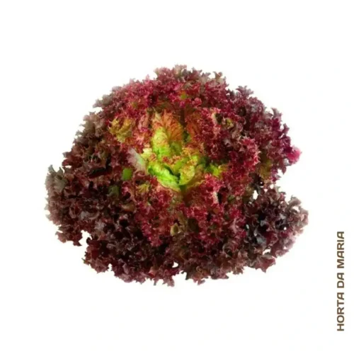 Alface Roxa (Uni)