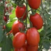 Tomate Chucha (500g)
