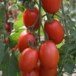 Tomate Chucha (500g)