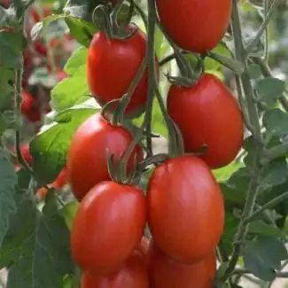 Tomate Chucha (500g)