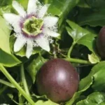 Maracujá Roxo (500g)