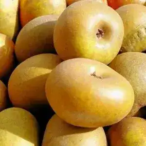 Maçã Reineta Parda (Uni)