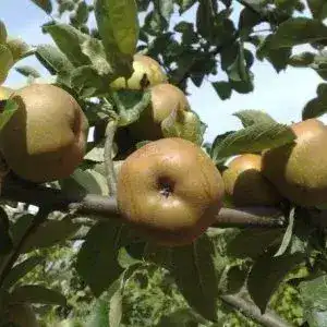Maçã Reineta Parda (Uni)