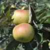 Maçã Reineta Branca (Uni)